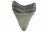 Fossil Megalodon Tooth - North Carolina #379141-1